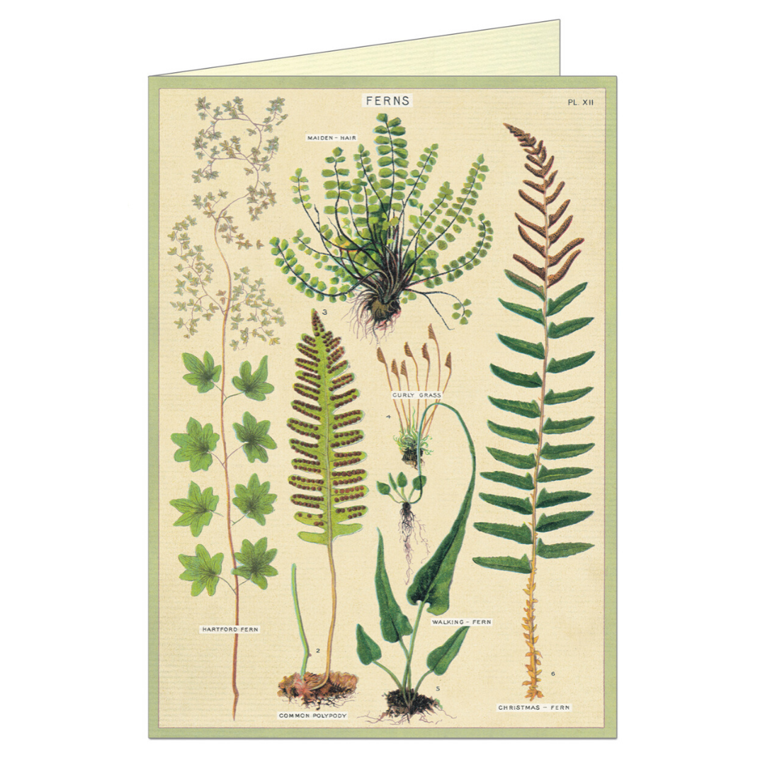 Greeting card that features vintage illustration of ferns.