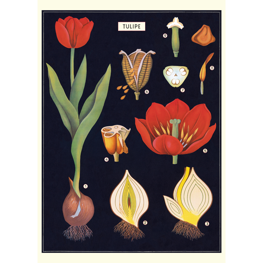 An art print and paper wrap which features the anatomy of a tulip, from bulb to flower