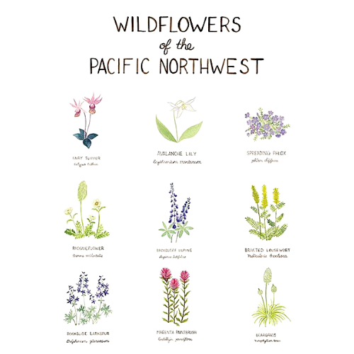 Pacific Northwest Wildflowers 11"x14" Art Print