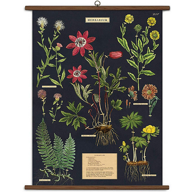 A vintage wall chart featuring various species of herbs, on a dark background.