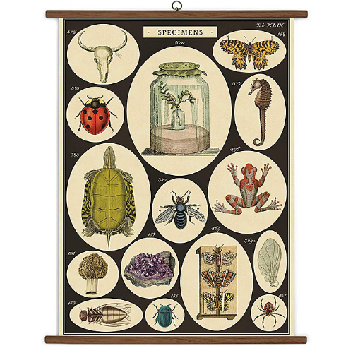 A vintage wall chart featuring illustrations of various specimen that would be found in a biological study.