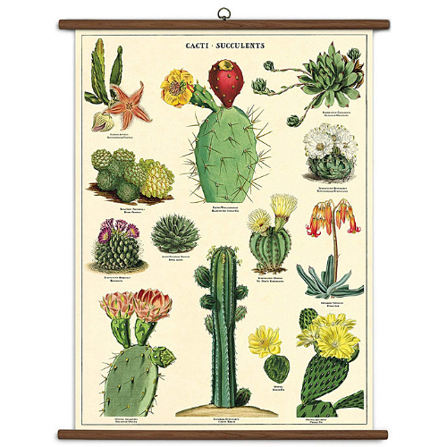 A vintage wall chart featuring various species of succulents and cacti.