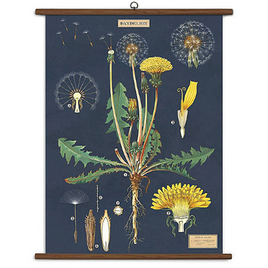 A vintage wall chart featuring the anatomy of a dandelion on a navy blue background