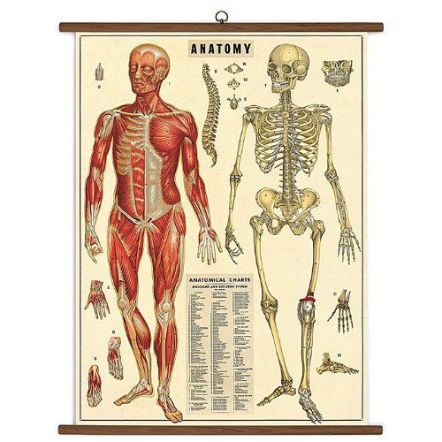 A vintage wall chart featuring the musculature and skeleton of the human body, in an anatomically correct fashion.