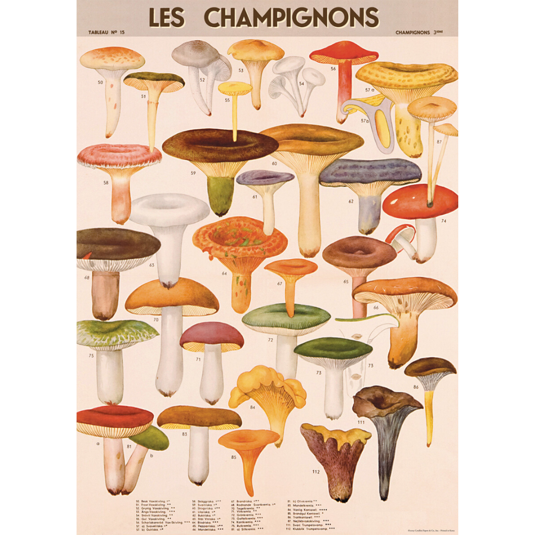 An art print and paper wrap which features various species of fungi