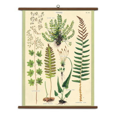A vintage wall chart featuring various species of fern.
