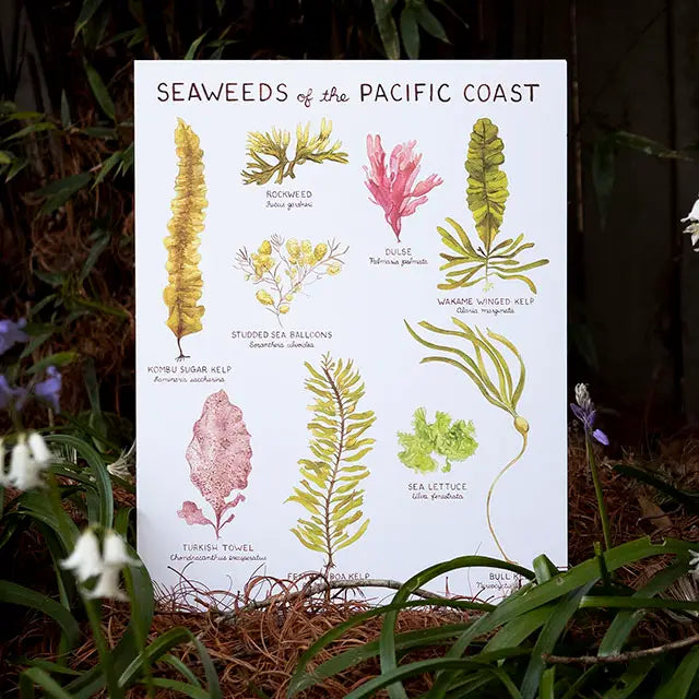 Seaweeds of the Pacific Coast 11"x14" Art Print