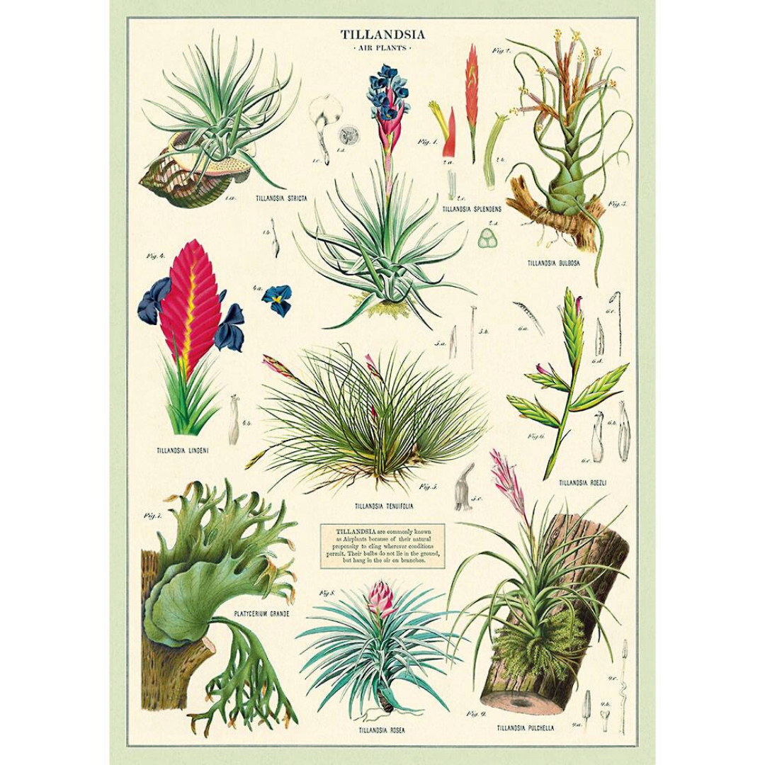 An art print and paper wrap which features various species of airplant (tillandsia).