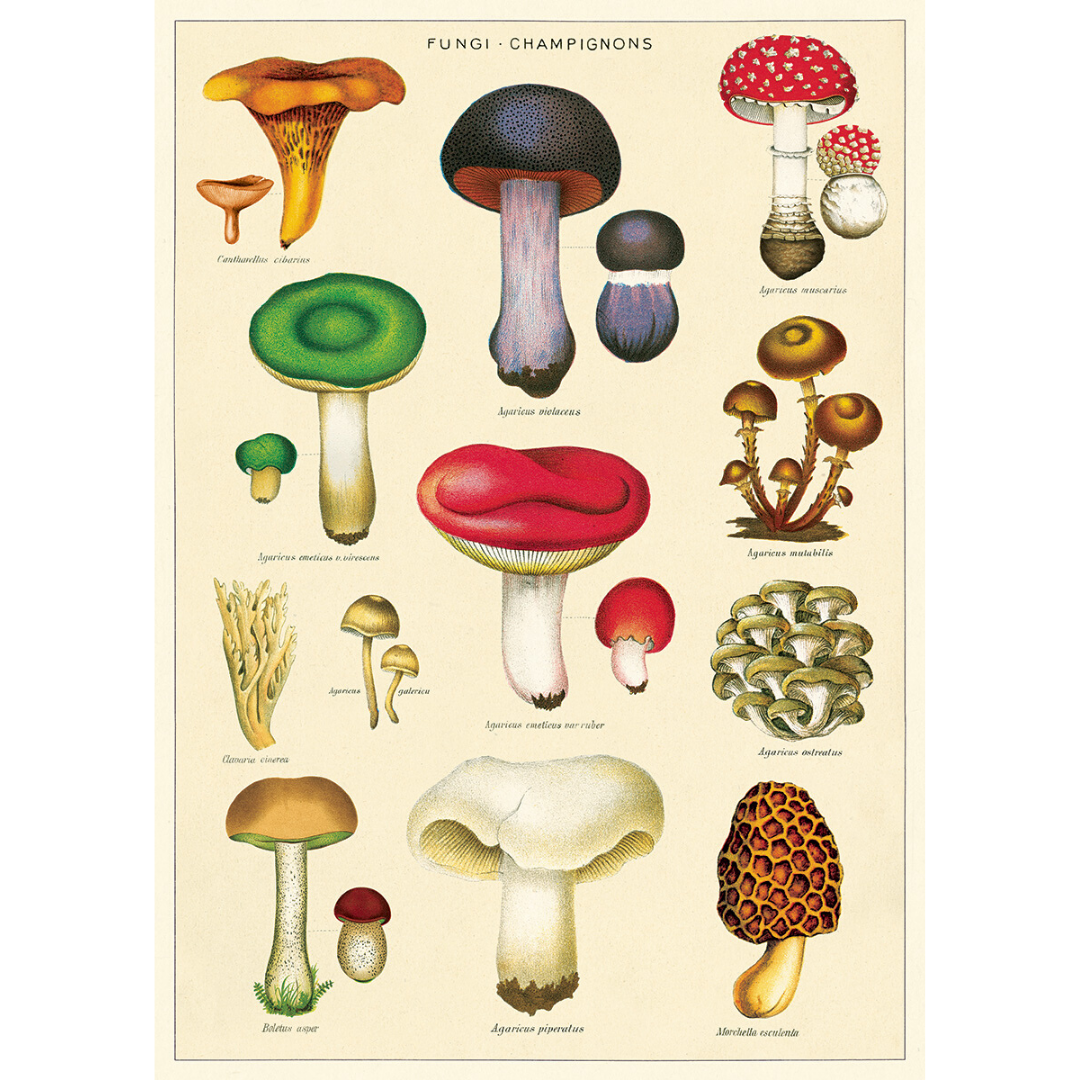 An art print and paper wrap which features various species of fungi