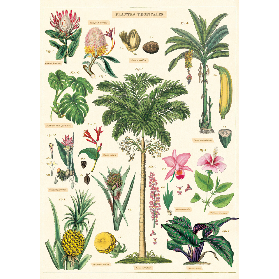 An art print and paper wrap which features various species of tropical trees