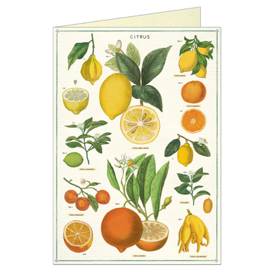 Greeting card that features vintage illustration of citrus fruit, such as lemons and oranges..