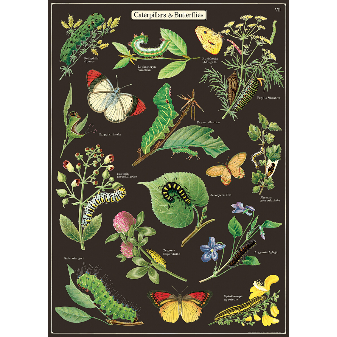 An art print and paper wrap which features various species of caterpillars and butterfly