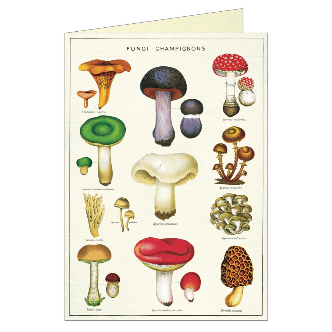 Vintage greeting card featuring various fungi.