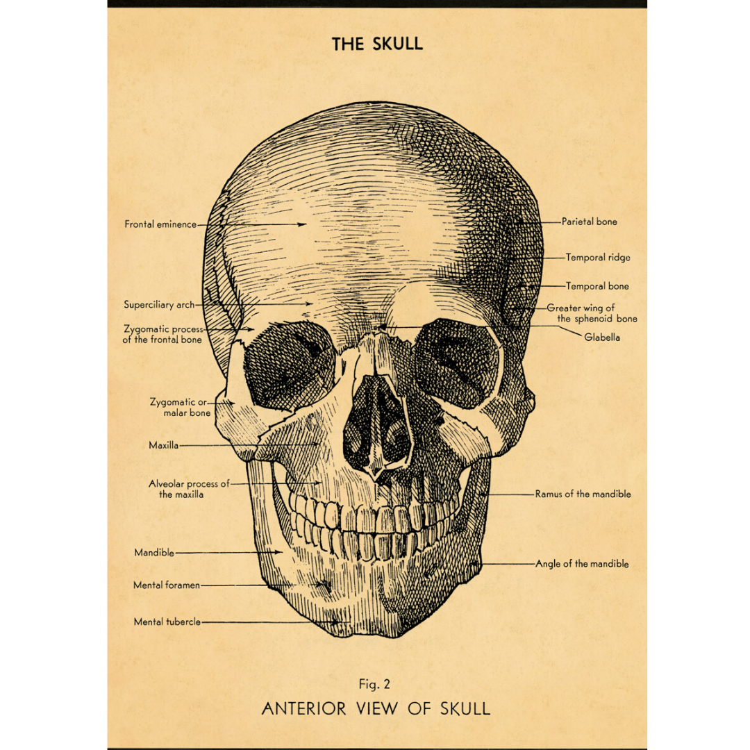 An art print and paper wrap which features the anatomy of a human skull