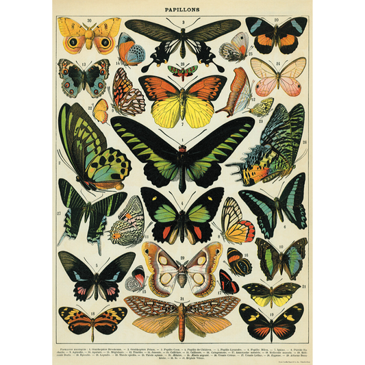 An art print and paper wrap which features various species of butterfly