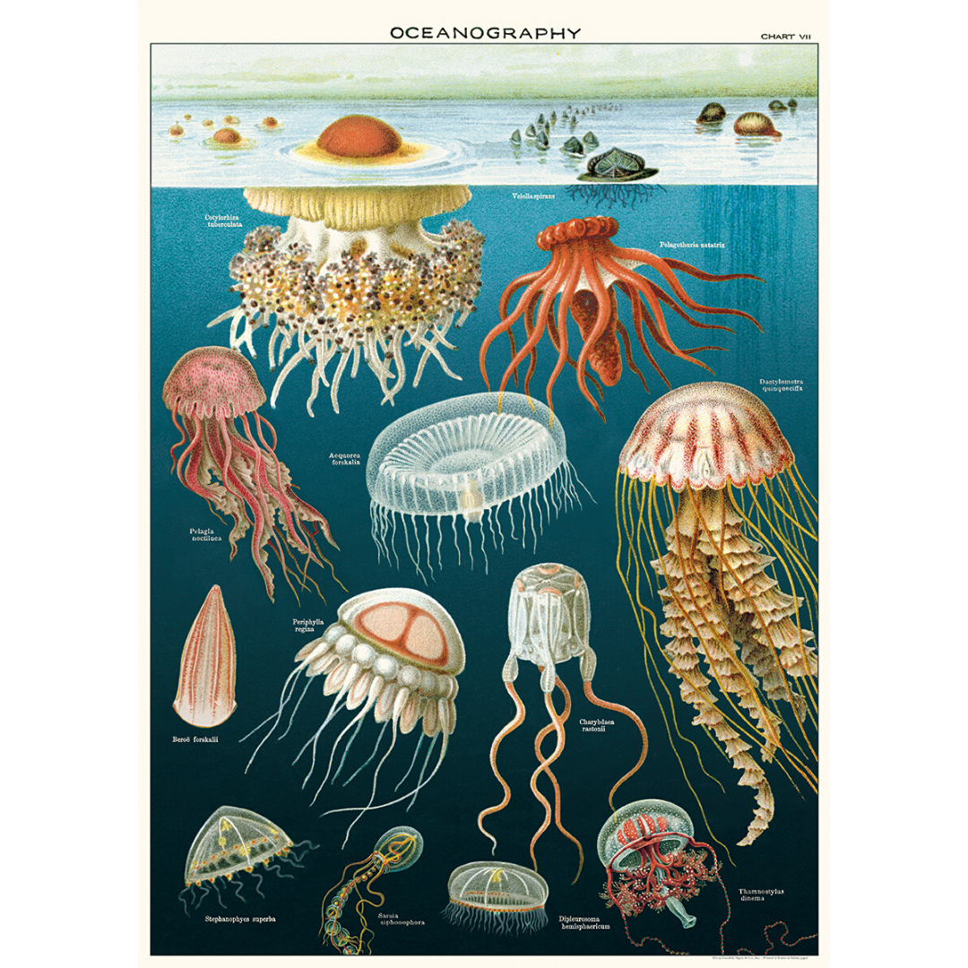 Cavallini & Co. Jellyfish Wrap Oceanography Chart