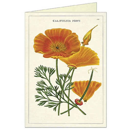 Cavallini & Co. Greeting Card - California Poppy