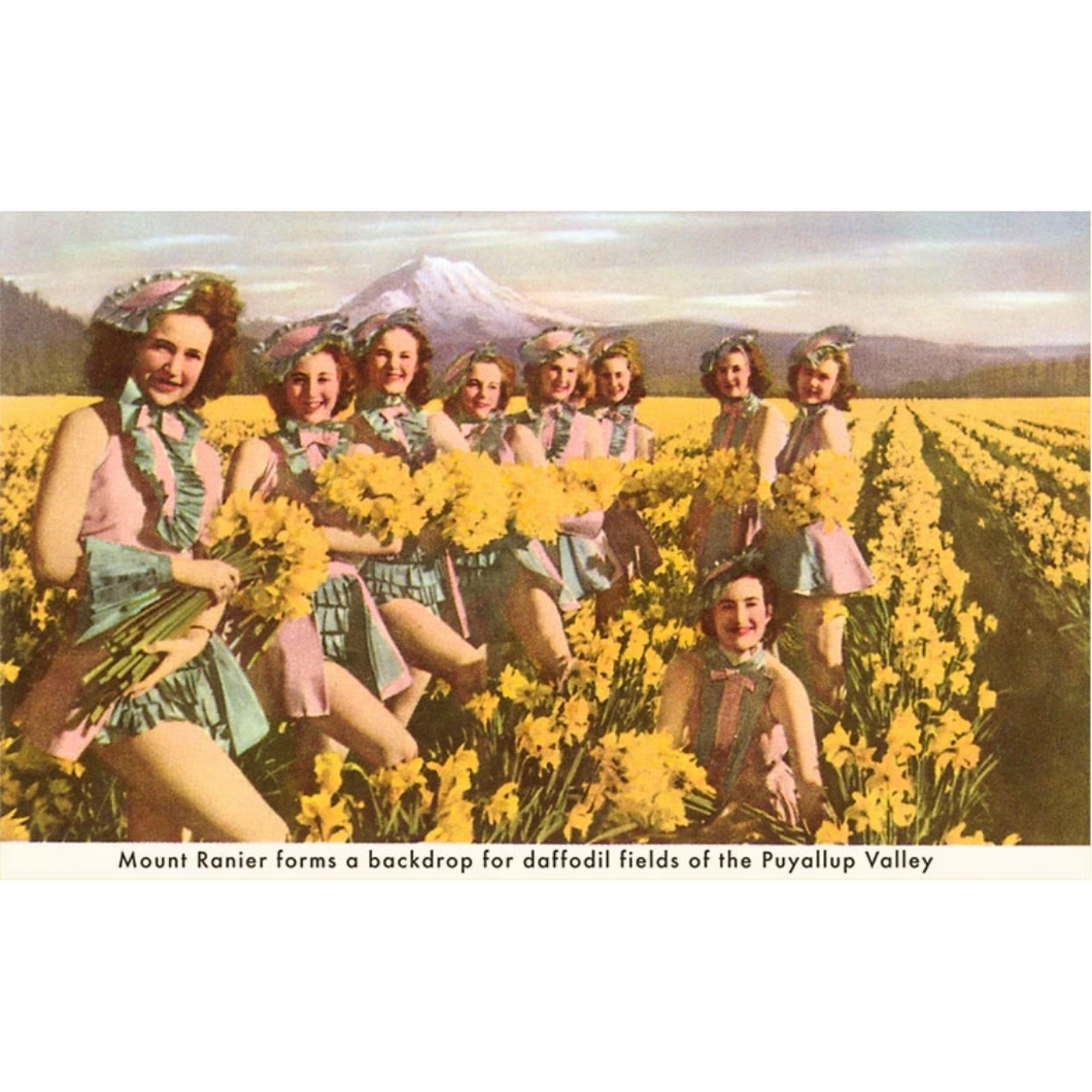 Daffodil Fields of Puyallup Valley Postcard