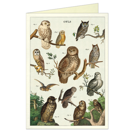 Cavallini & Co. Greeting Card - Owl Chart