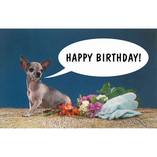 Happy Birthday from Chihuahua Postcard