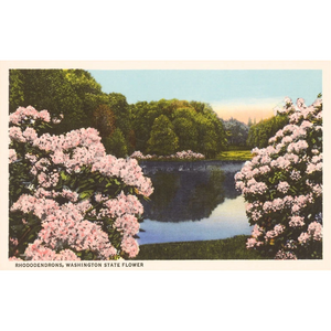 Rhododendrons Postcard
