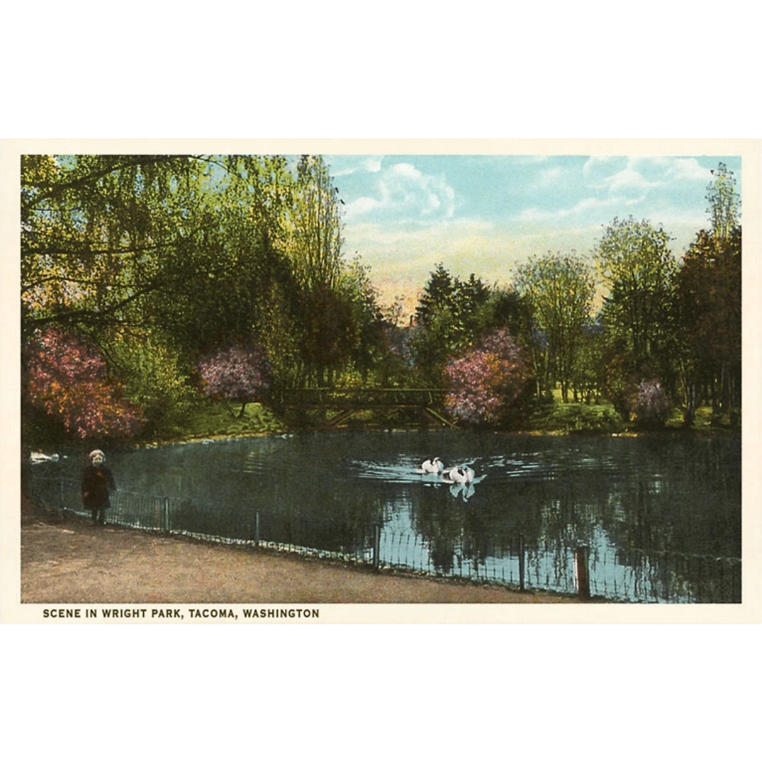 Scene in Wright Park Postcard