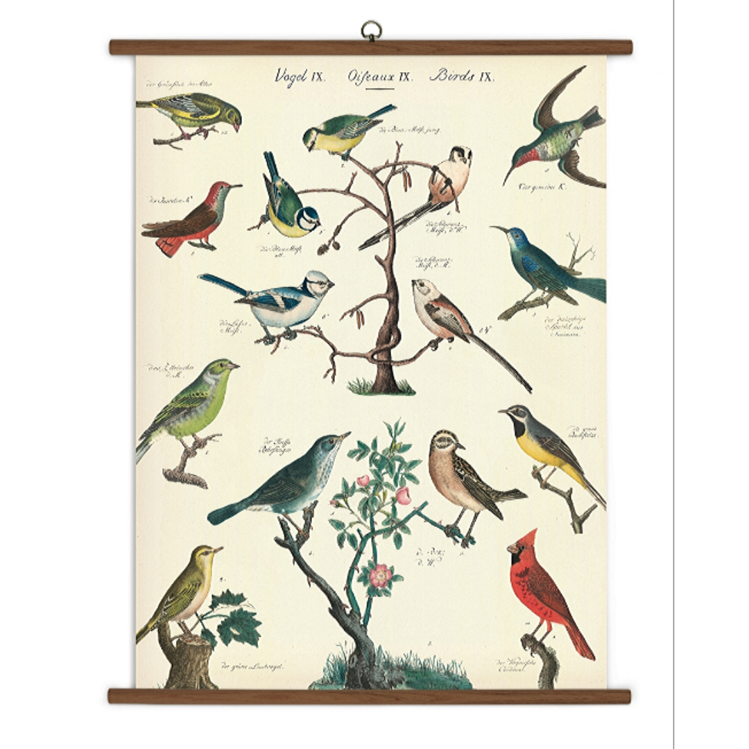 A vintage wall chart featuring various species of birds.