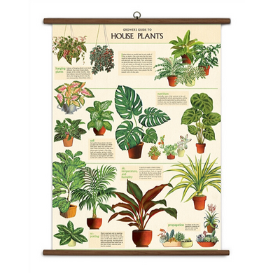 A vintage wall chart featuring various types of house plants.