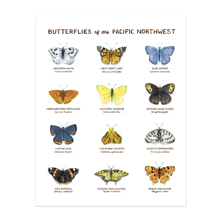 Butterflies of the Pacific Northwest 11"x14" Art Print