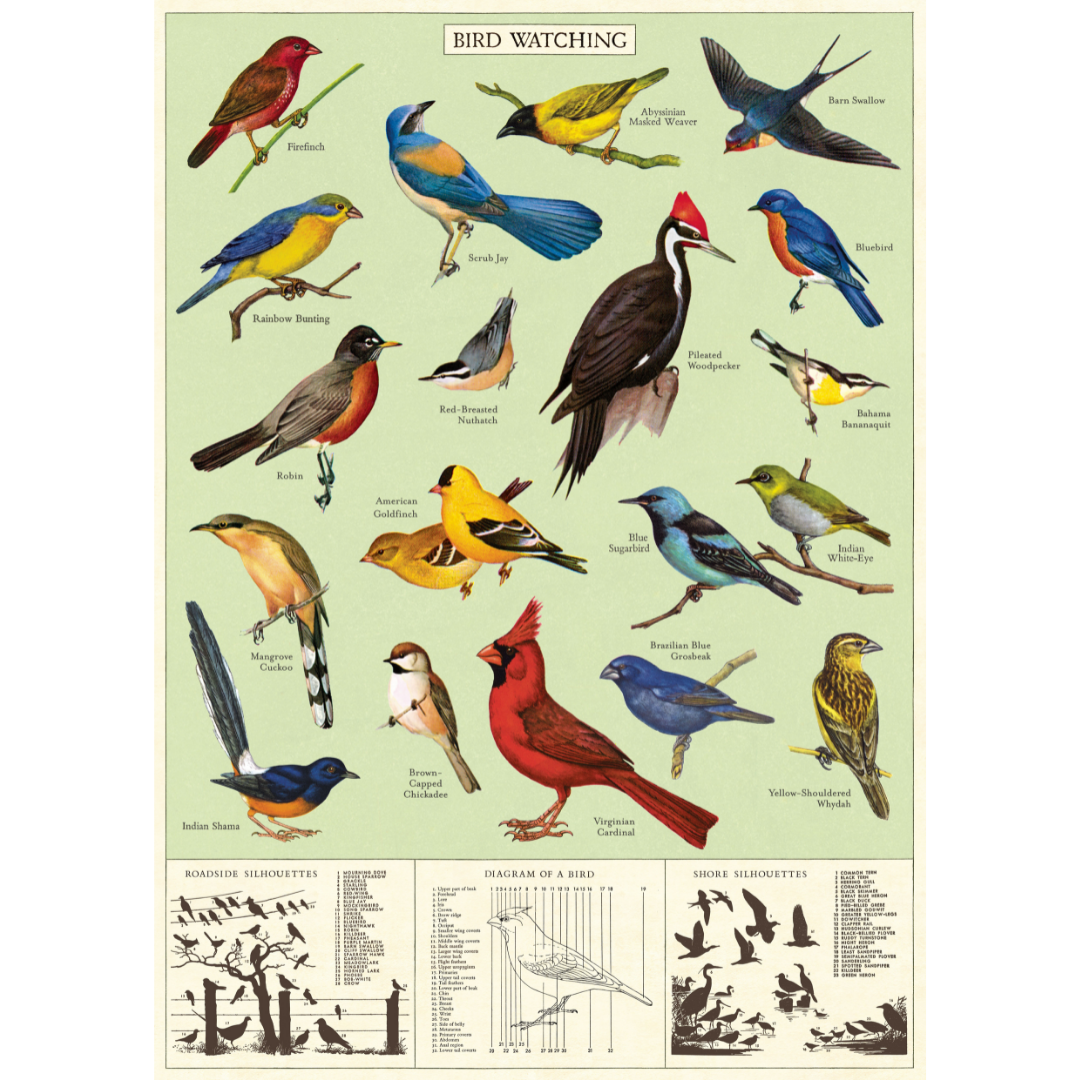 Cavallini & Co. Wrap - Study of Birds – Stocklist