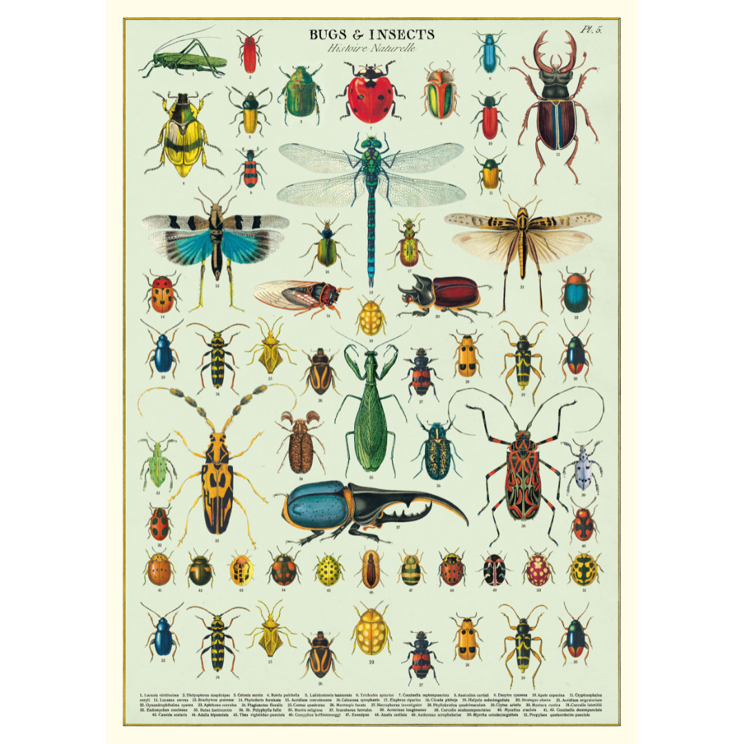 Wraps Insects Cavallini & Co. Wrap - Bugs & Insects – Stocklist