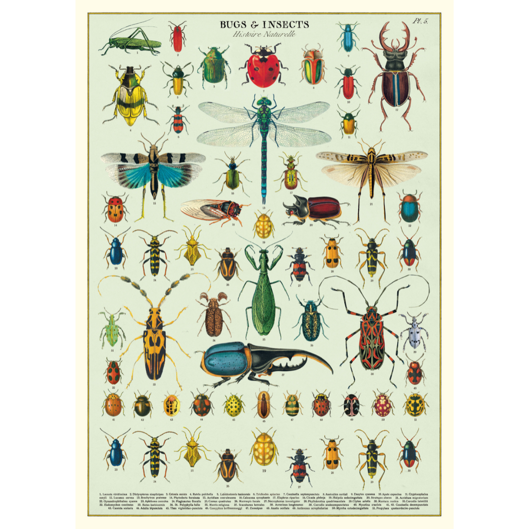 Cavallini & Co. Wrap - Bugs & Insects