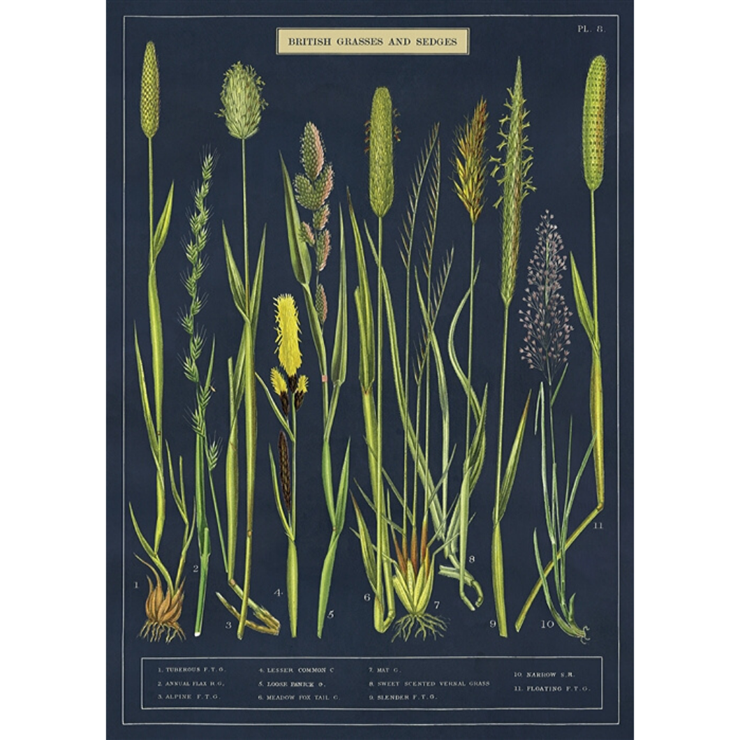 An art print and paper wrap which features various species of wild grasses and sledges.