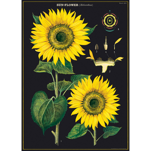 Cavallini & Co. Wrap - Sunflower