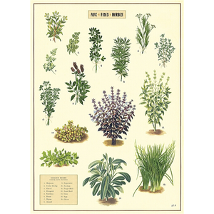 An art print and paper wrap which features various species of herbs on a cream background