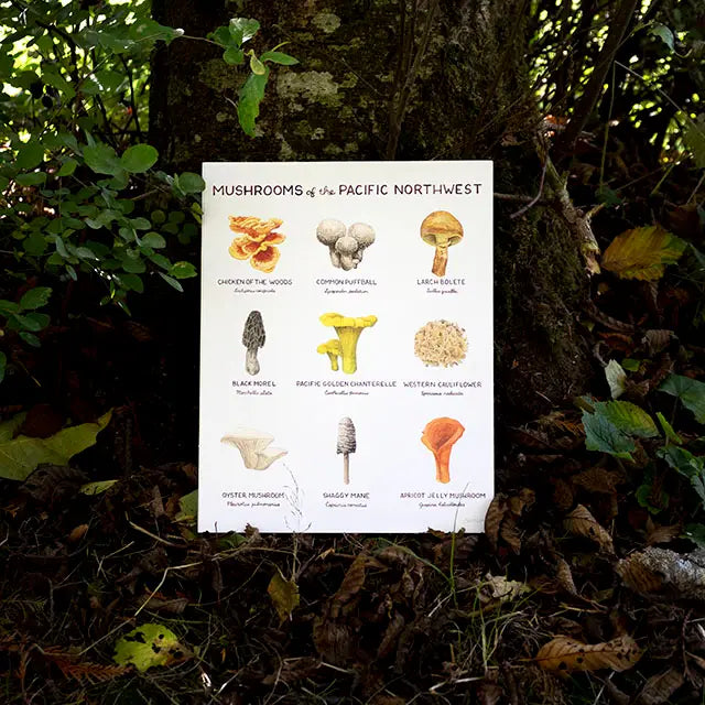 Mushrooms of Pacific Northwest 11"x14" Art Print