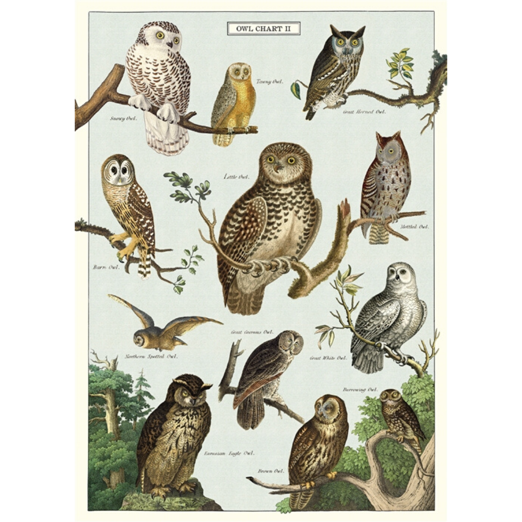 An art print and paper wrap which features various species of owl