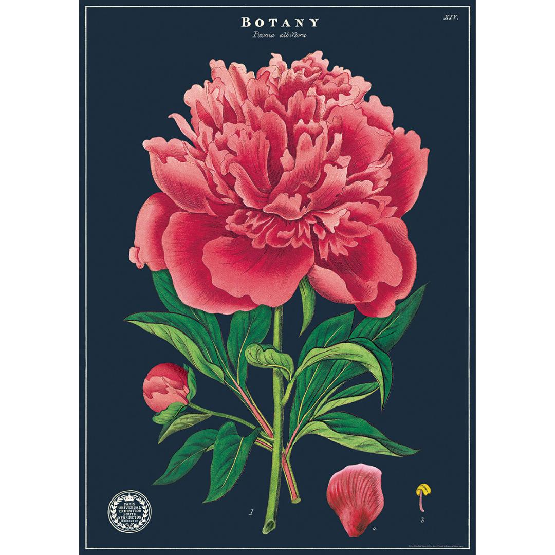 An art print and paper wrap which features a large pink petunia illustration on a dark background