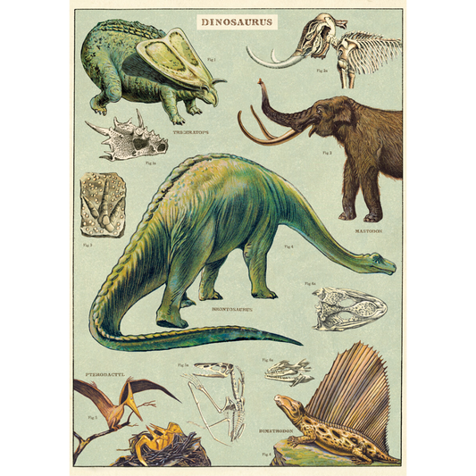 An art print and paper wrap which features various species of dinosaur.