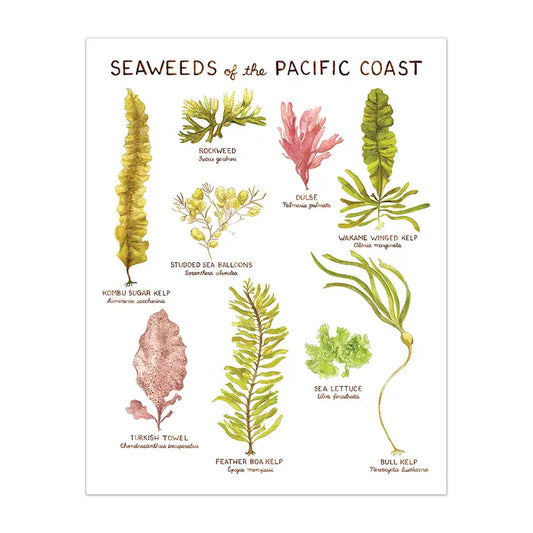 Seaweeds of the Pacific Coast 11"x14" Art Print