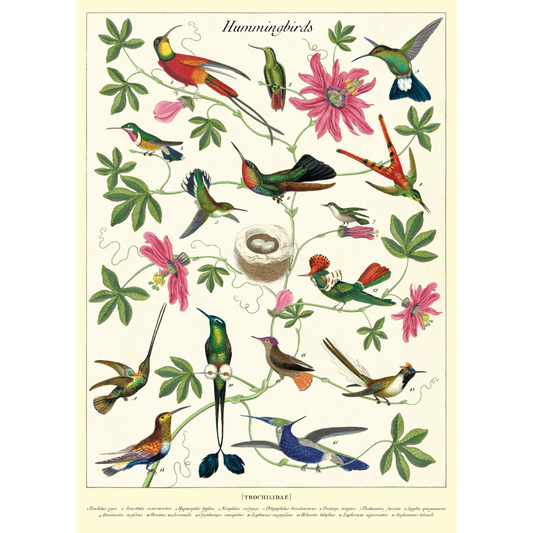 Cavallini & Co. Wrap - Hummingbird