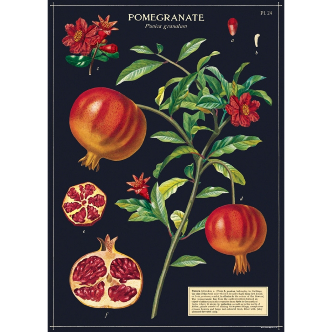 Cavallini & Co. Wrap - Pomegranate